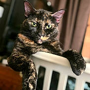 Scoots joined the competition — help win amazing prizes! cat, tortoiseshell_cat, feline, pet, animal, portrait, close_up, green_eyes, whiskers, ears, fur, striped_fur, black_fur, orange_patches, sitting, relaxed, chair, indoor, home, funny_expression