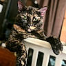 cat, tortoiseshell_cat, feline, pet, animal, portrait, close_up, green_eyes, whiskers, ears, fur, striped_fur, black_fur, orange_patches, sitting, relaxed, chair, indoor, home, funny_expression