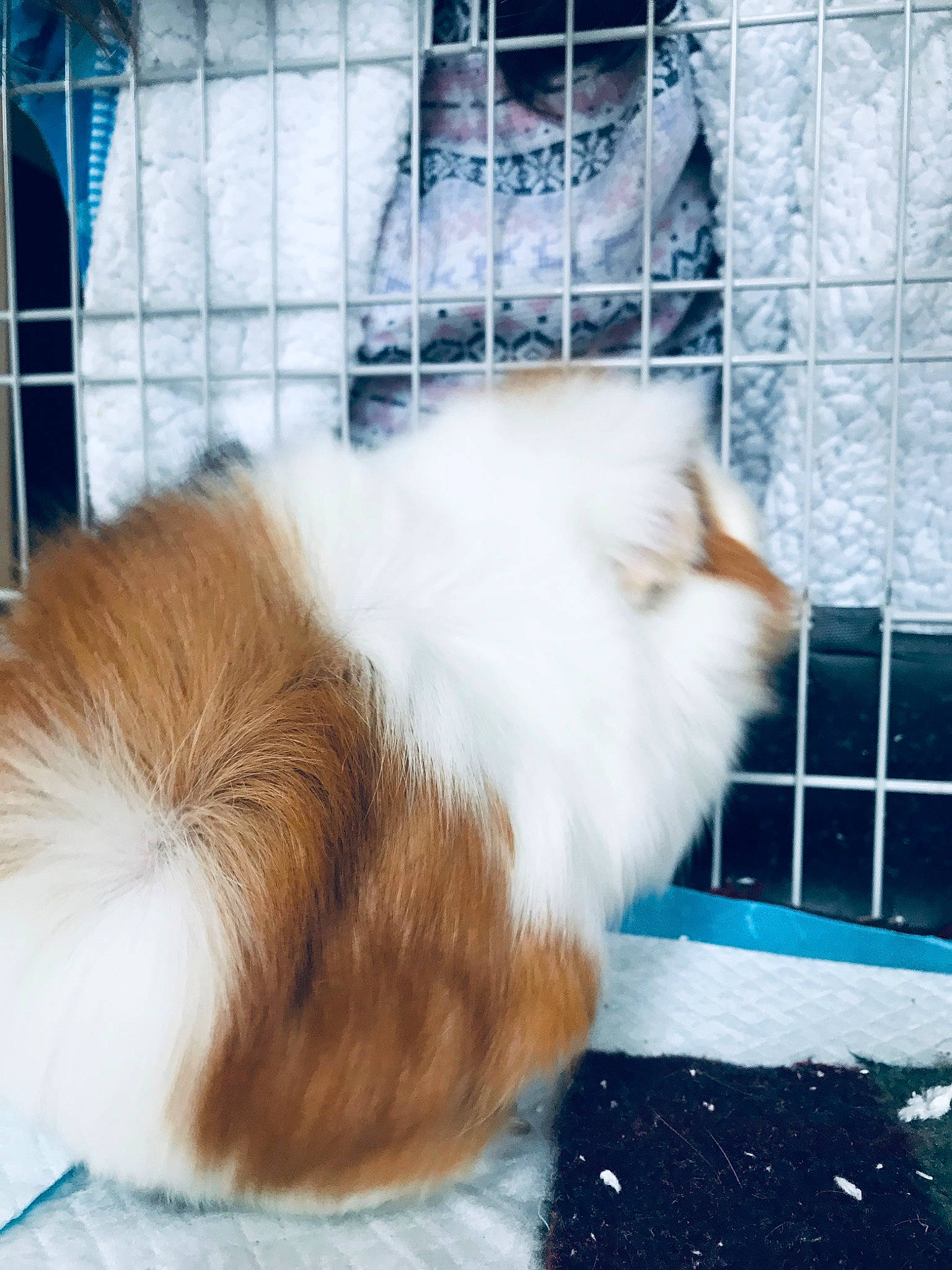 Wilbur is registered to the contest to win money with this photo: angora_rabbit, canidae, cat, fawn, felidae, fur, guinea_pig, rabbits_and_hares, tail
