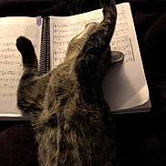 Harley joined the competition — help win amazing prizes! cat, tabby, music_book, sheet_music, paws, stretching, sleeping, feline, cozy, relaxed, indoor, black_background, spiral_binding, animal, pet, fur, whiskers, claws, resting, close_up