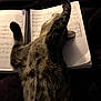 cat, tabby, music_book, sheet_music, paws, stretching, sleeping, feline, cozy, relaxed, indoor, black_background, spiral_binding, animal, pet, fur, whiskers, claws, resting, close_up