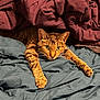 Harley is registered to the contest to win money with this photo: cat, tabby, pet, animal, bed, blanket, blue_blanket, maroon_blanket, fur, whiskers, paws, stretching, indoor, cozy, cute, alert, eyes, focus, resting, feline