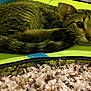 Harley joined the competition — help win amazing prizes! animal, carpet, cat, closeup, cozy, cute, domestic, face, feline, fur, green, indoor, paw, pet, relaxed, resting, sleepy, tabby, texture, whiskers