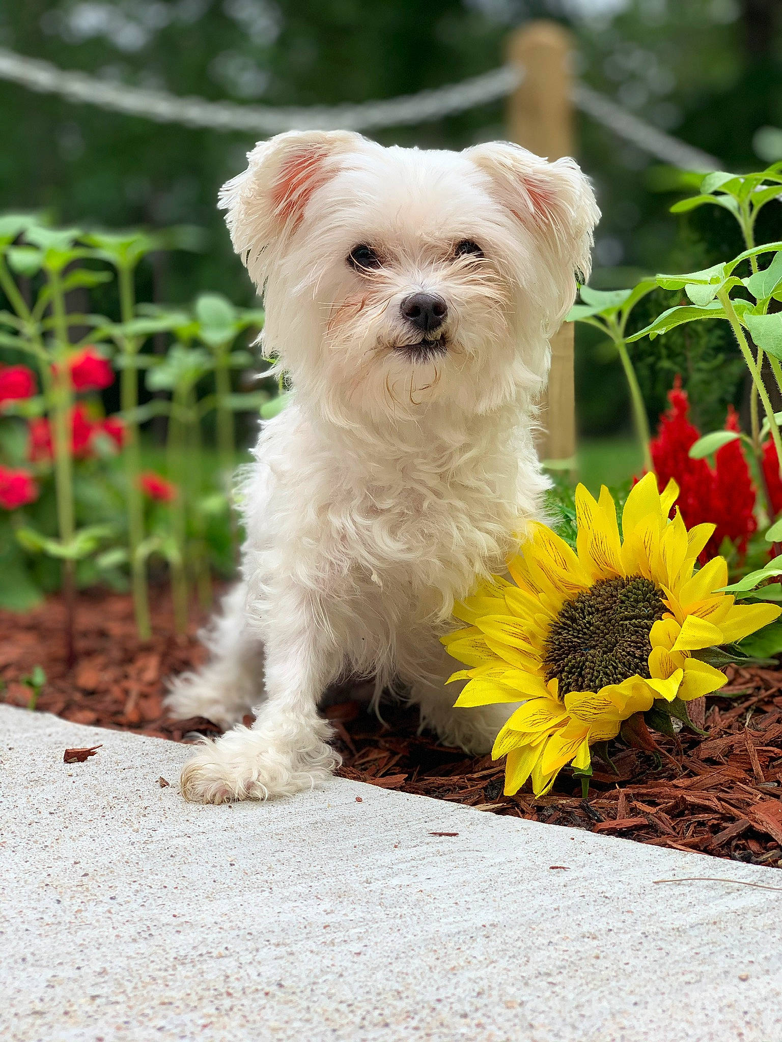 Chloe joined the competition — help win amazing prizes! annual_plant, canidae, carnivore, companion_dog, dog, dog_breed, dog_supply, garden, mammal, non_sporting_group, pet_supply, petal, shrub, small_terrier, snout, terrier, toy_dog, vertebrate, west_highland_white_terrier, working_animal