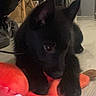 puppy, dog, black_dog, toy, stuffed_toy, indoor, floor, wooden_floor, pet, animal, chewing, cute, small_dog, ears, face, paw, home, chair, door, leash