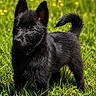 alert, animal, black_dog, curious, cute, dog, ears, fur, grass, greenery, nature, outdoor, pet, playful, puppy, small_dog, summer, sunlight, tail, young_dog