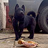 alert, animal, black_dog, canine, chew_toy, collar, curious, daylight, domestic_animal, leash, outdoor, pavement, pet, playful, puppy, side_view, small_dog, tire, vehicle, young_dog