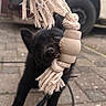 Buck participe au concours pour gagner de l'argent avec cette photo : animal, black_dog, canine, chewing, close_up, curious, daylight, energetic, knotted_rope, leash, outdoor, pavement, pet, playful, puppy, rope_toy, tire, toy, vehicle, young_dog