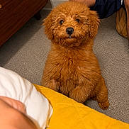 Taino joined the competition — help win amazing prizes! dog, puppy, curly_fur, apricot_coat, fluffy, pet, sitting, indoors, bedroom, carpet, dresser, bedding, yellow_blanket, person, legs, portrait, looking_at_camera, cute, companion_animal, cozy