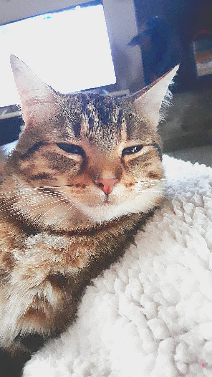 Moogly a rejoint le concours — aidez-le/la à gagner de superbes lots ! aegean_cat, american_shorthair, american_wirehair, asian, carnivore, cat, domestic_short_haired_cat, dragon_li, european_shorthair, eye, felidae, fur, kitten, mammal, pixie_bob, sky, small_to_medium_sized_cats, snout, tabby_cat, whiskers