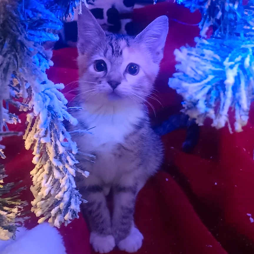 Lucy