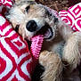 puppy, dog, toy, blanket, chewing, playful, pet, fur, indoor, cozy, red, white, pattern, carpet, animal, cute, closeup, happy, relaxed, young