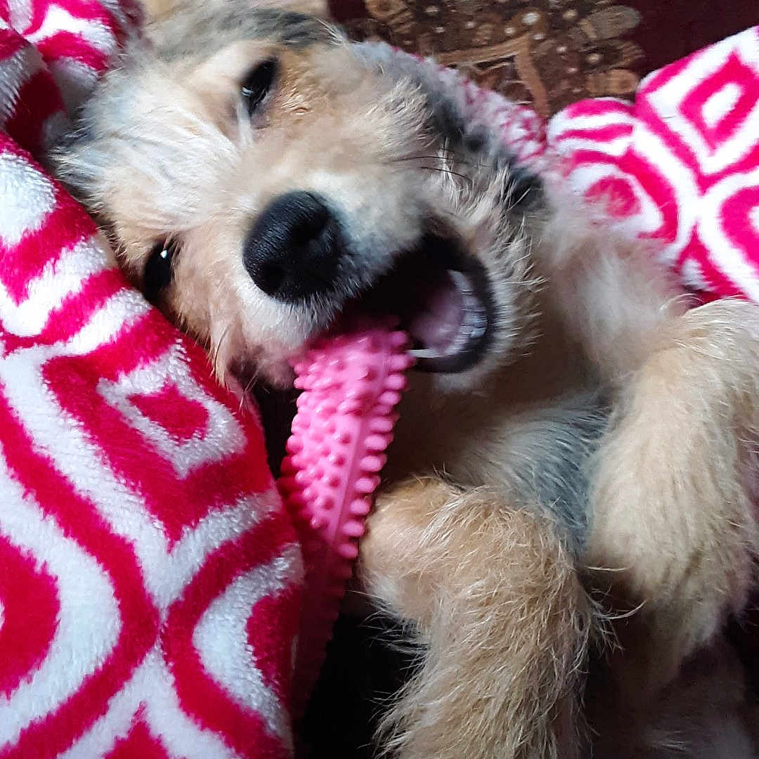 Molly is registered to the contest to win money with this photo: animal, blanket, carpet, chewing, closeup, cozy, cute, dog, fur, happy, indoor, pattern, pet, playful, puppy, red, relaxed, toy, white, young