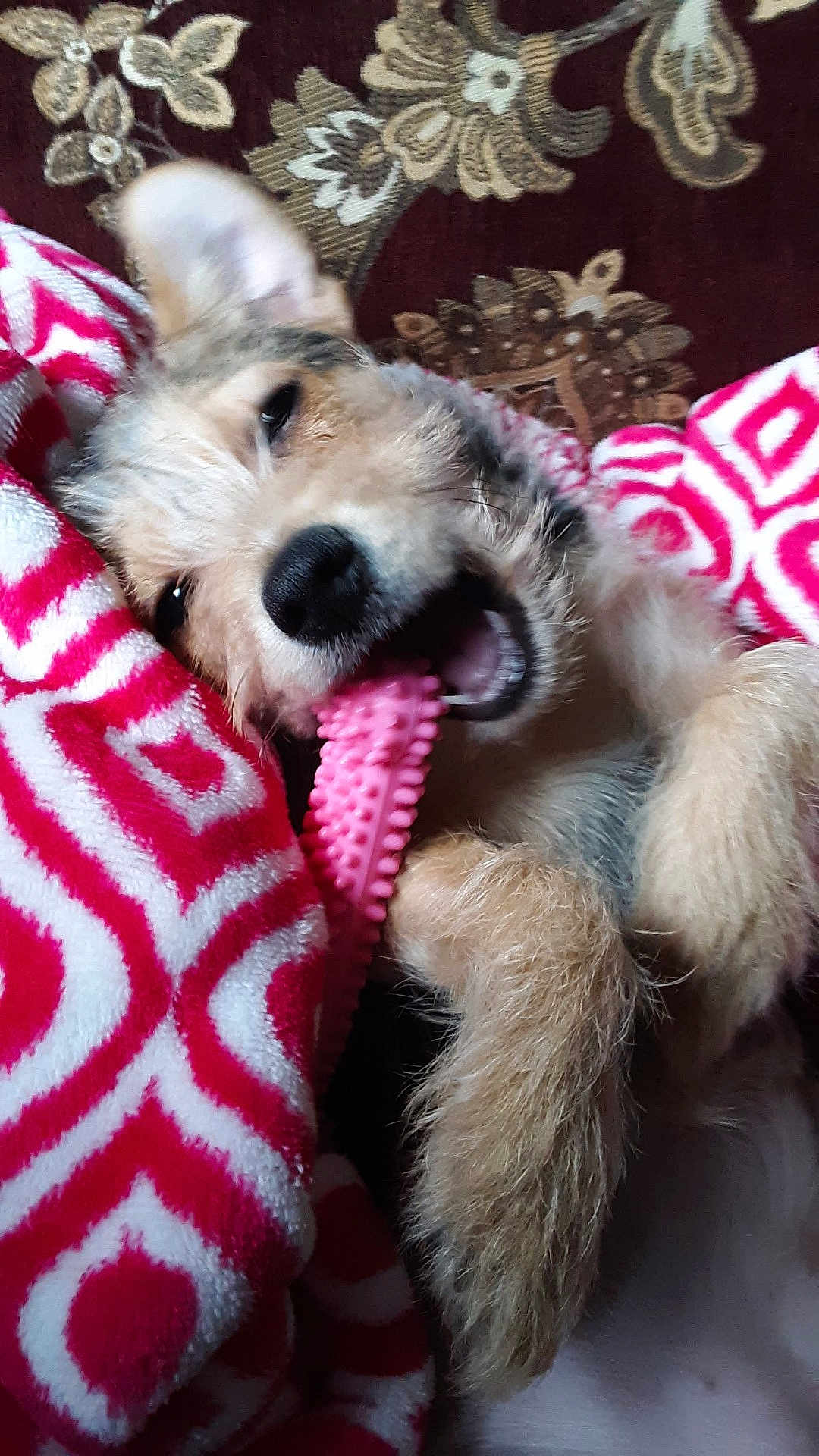 Molly