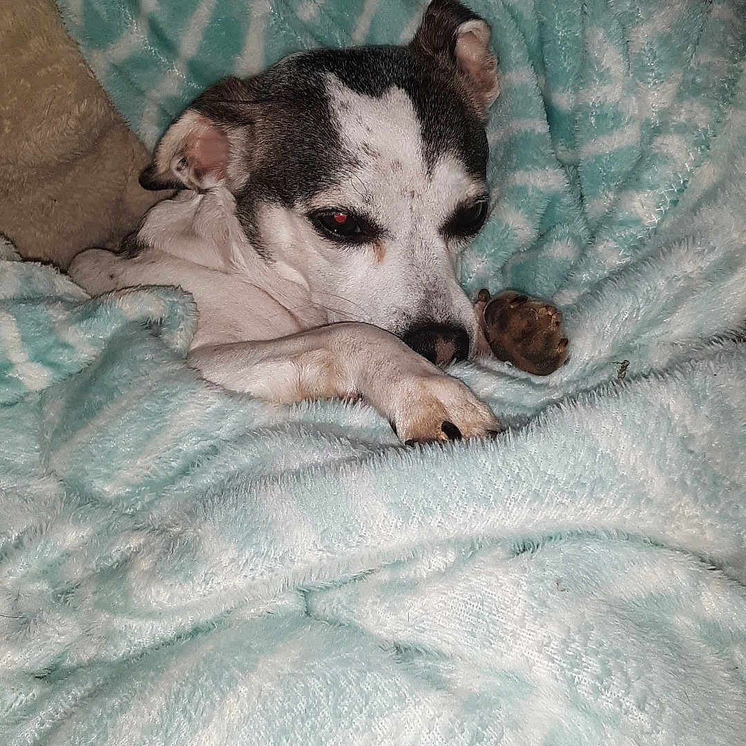 Bell La is registered to the contest to win money with this photo: animal, blanket, closeup, comfort, cozy, cute, dog, domestic, fur, indoor, patterned_blanket, paw, pet, relaxed, resting, sleepy, small_dog, snug, soft, warm