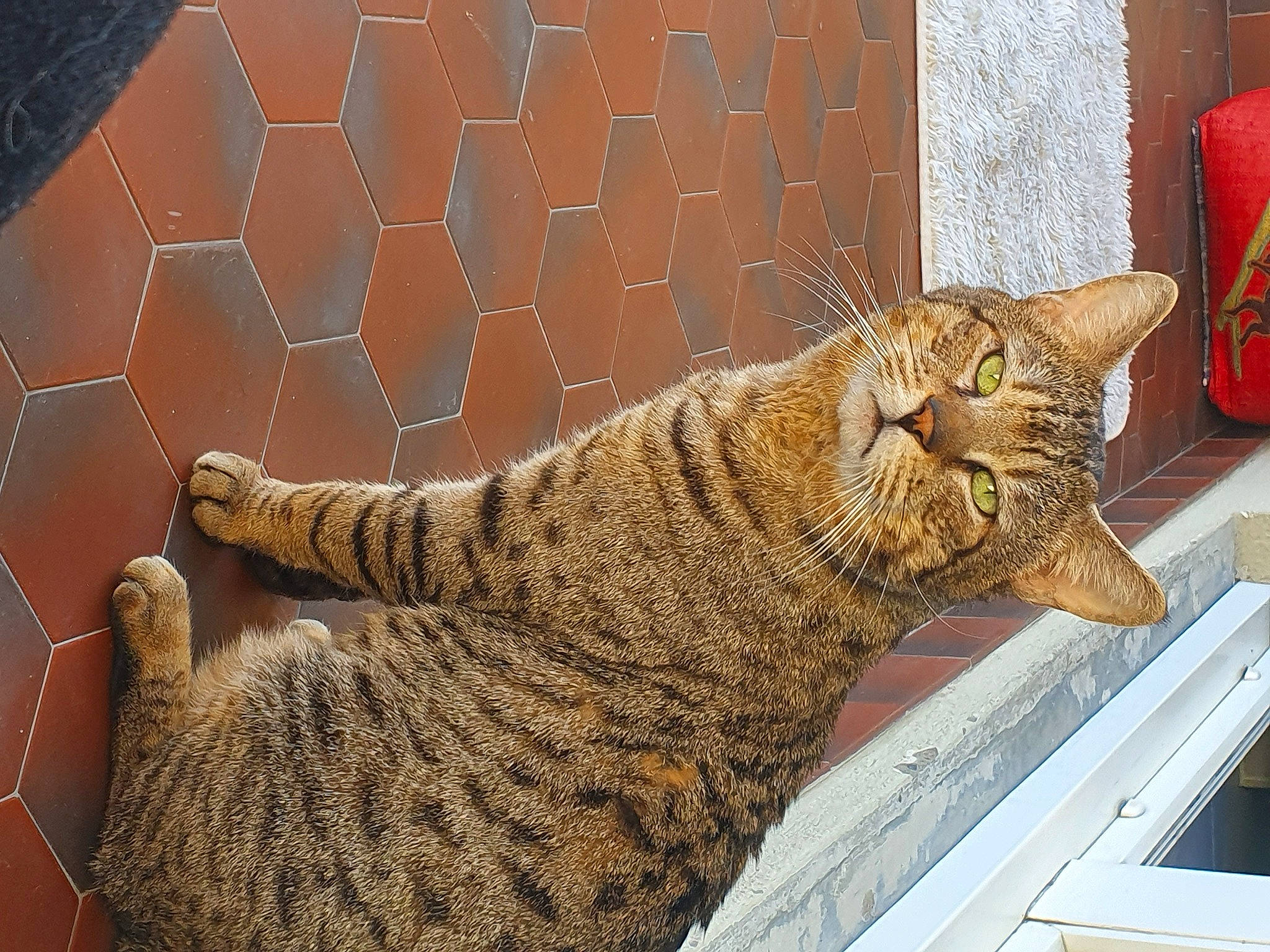 Jackpot a rejoint le concours — aidez-le/la à gagner de superbes lots ! arabian_mau, asian, california_spangled, carnivore, cat, domestic_short_haired_cat, dragon_li, european_shorthair, felidae, german_rex, mammal, ocicat, pixie_bob, small_to_medium_sized_cats, snout, tabby_cat, tail, toyger, vertebrate, whiskers