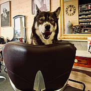 Harper a rejoint le concours — aidez-le/la à gagner de superbes lots ! dog, barber_chair, interior, mirror, vintage, wood_paneling, photograph, clock, shelf, bottle, furniture, pet, smiling, portrait, indoor, decor, reflection, animal, seated, leather