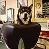 dog, barber_chair, interior, mirror, vintage, wood_paneling, photograph, clock, shelf, bottle, furniture, pet, smiling, portrait, indoor, decor, reflection, animal, seated, leather