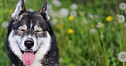 Harper participe au concours pour gagner de l'argent avec cette photo : dog, husky, tongue_out, eyes_closed, happy, outdoor, grass, dandelions, nature, pet, animal, canine, smiling, summer, greenery, flora, cute, portrait, mammal, playful