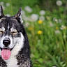 dog, husky, tongue_out, eyes_closed, happy, outdoor, grass, dandelions, nature, pet, animal, canine, smiling, summer, greenery, flora, cute, portrait, mammal, playful