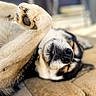 dog, paw, nose, fur, outdoor, sunlight, closeup, sleeping, relaxed, pet, canine, black_nose, paw_pad, stone_floor, blurred_background, lying_down, resting, animal, domestic_animal, nature
