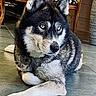 dog, husky, blue_eyes, pet, lying_down, indoor, tile_floor, wooden_wall, chair, black_and_white_fur, relaxed, animal, canine, domestic_animal, portrait, furniture, companion, cute, fur, paw