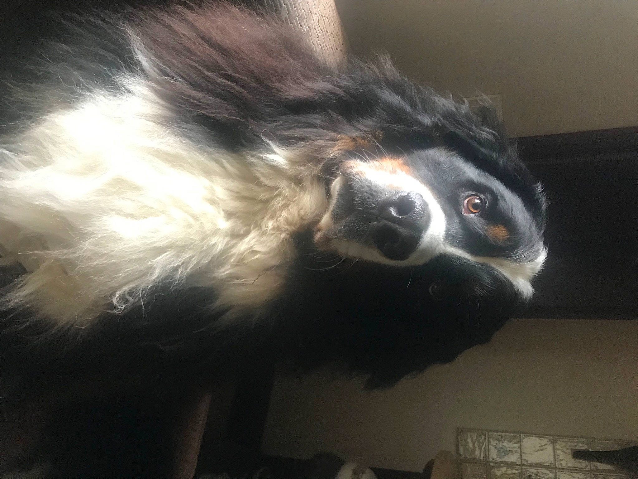 Olympe participe au concours pour gagner de l'argent avec cette photo : canidae, carnivore, claw, companion_dog, dog_breed, ear, felidae, fur, paw, small_to_medium_sized_cats, snout, sporting_group, tail, whiskers