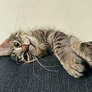 Chevy is registered to the contest to win money with this photo: cat, kitten, tabby, feline, pet, animal, cute, whiskers, paws, fur, relaxing, indoors, couch, texture, closeup, portrait, laying, curious, young, domestic_cat