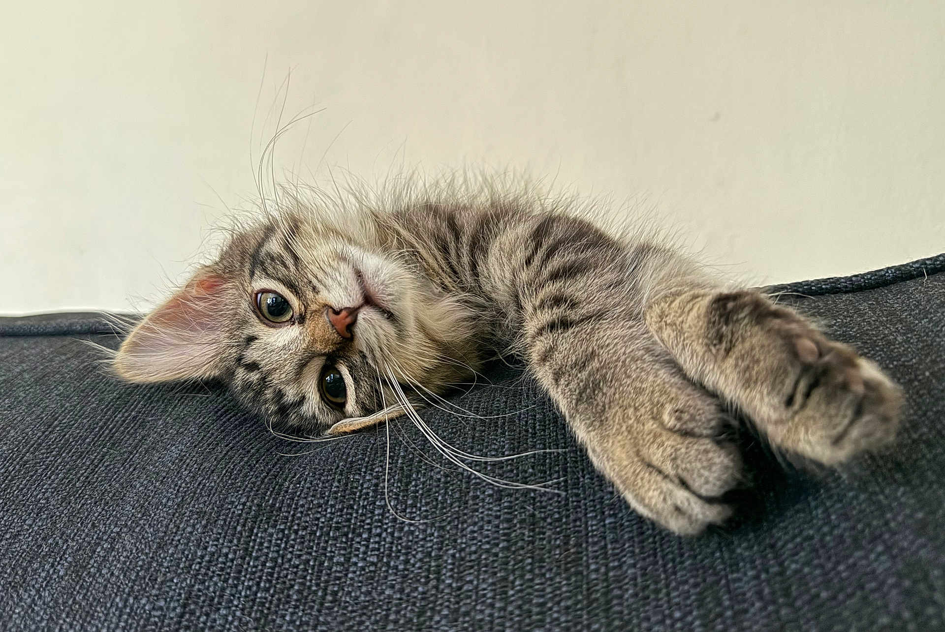 Chevy is registered to the contest to win money with this photo: cat, kitten, tabby, feline, pet, animal, cute, whiskers, paws, fur, relaxing, indoors, couch, texture, closeup, portrait, laying, curious, young, domestic_cat