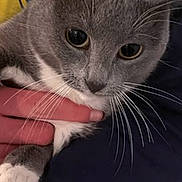 Nina participe au concours pour gagner de l'argent avec cette photo : animal, calm, cat, close_up, curious, cute, domestic_cat, feline, fur, gray_cat, hand, holding, indoor, person, pet, portrait, whiskers, white_paws, yellow_shirt, young_cat