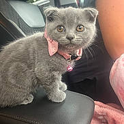 Betsy joined the competition — help win amazing prizes! kitten, cat, gray_cat, pet, collar, bell, car_interior, armrest, seat, person, blanket, pink, fur, cute, animal, domestic_animal, small_pet, indoor, closeup, sitting