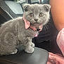 kitten, cat, gray_cat, pet, collar, bell, car_interior, armrest, seat, person, blanket, pink, fur, cute, animal, domestic_animal, small_pet, indoor, closeup, sitting