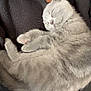 Betsy is registered to the contest to win money with this photo: cat, sleeping, gray_cat, pet, furry, cozy, person, black_fleece, nap, cute, indoor, closeup, soft, resting, animal, companion, warmth, content, fur, relaxation