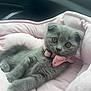 Betsy is registered to the contest to win money with this photo: kitten, gray_cat, bow_tie, pink_blanket, pet, cute, feline, animal, domestic_cat, indoor, cozy, soft_texture, sleeping_bed, young_cat, resting, close_up, portrait, whiskers, ears, collar