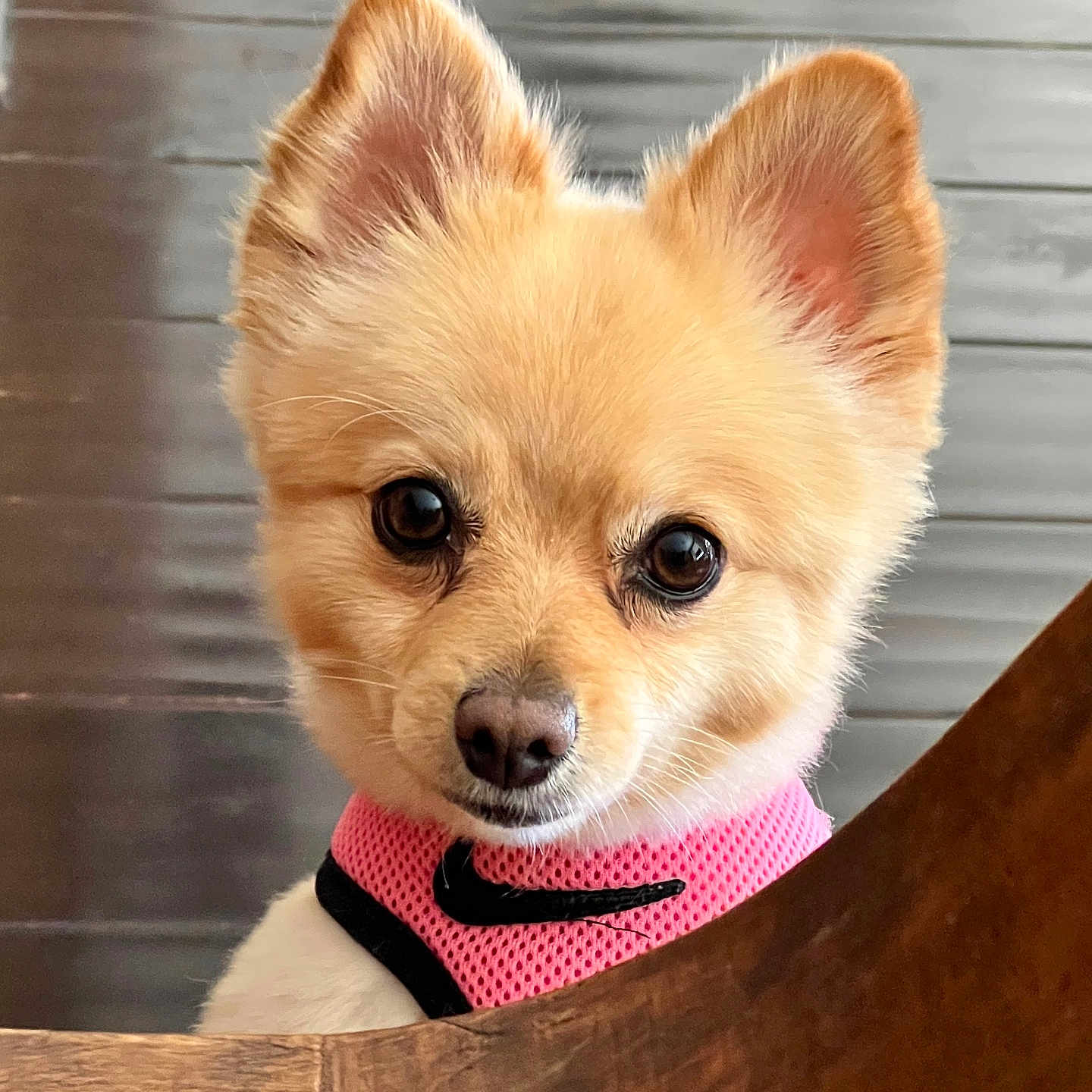 Chloe is registered to the contest to win money with this photo: adorable, animal, brown_floor, closeup, curious, cute, dog, ears, face, fluffy, fur, indoor, looking, nike_logo, pet, pink_harness, portrait, puppy, small_dog, wooden_surface