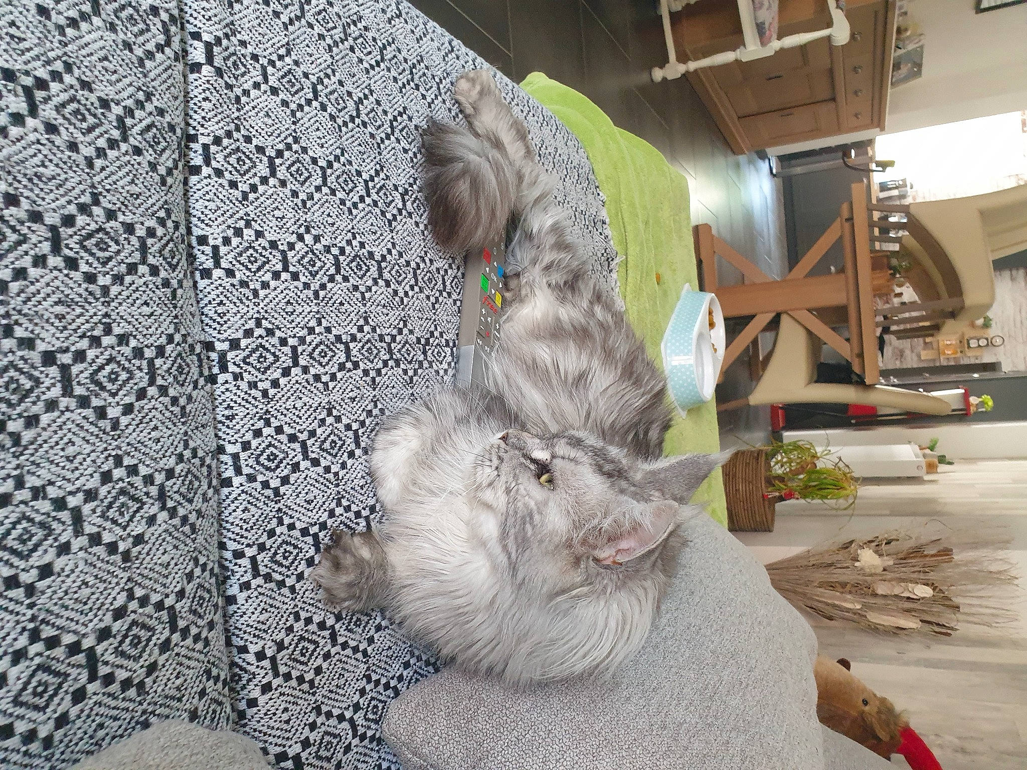 N'Liama participe au concours pour gagner de l'argent avec cette photo : art, carnivore, cat, comfort, companion_dog, domestic_short_haired_cat, felidae, flooring, fur, grey, linens, pattern, small_to_medium_sized_cats, stuffed_toy, tail, textile, toy, visual_arts, whiskers, wood