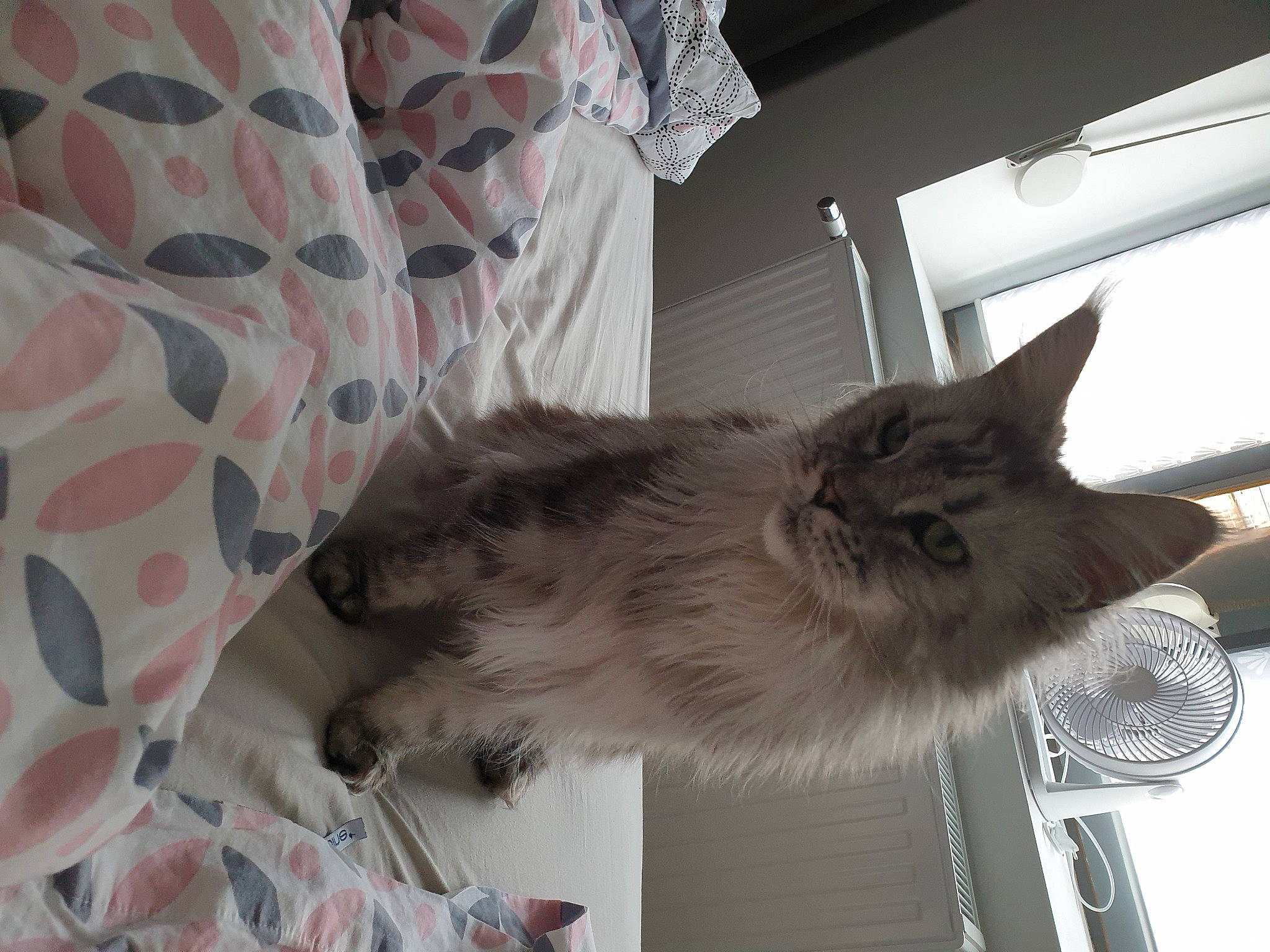 N'Liama participe au concours pour gagner de l'argent avec cette photo : carnivore, cat, comfort, couch, domestic_short_haired_cat, door, fawn, felidae, fur, grey, hardwood, linens, nap, pattern, paw, room, small_to_medium_sized_cats, tail, whiskers, window