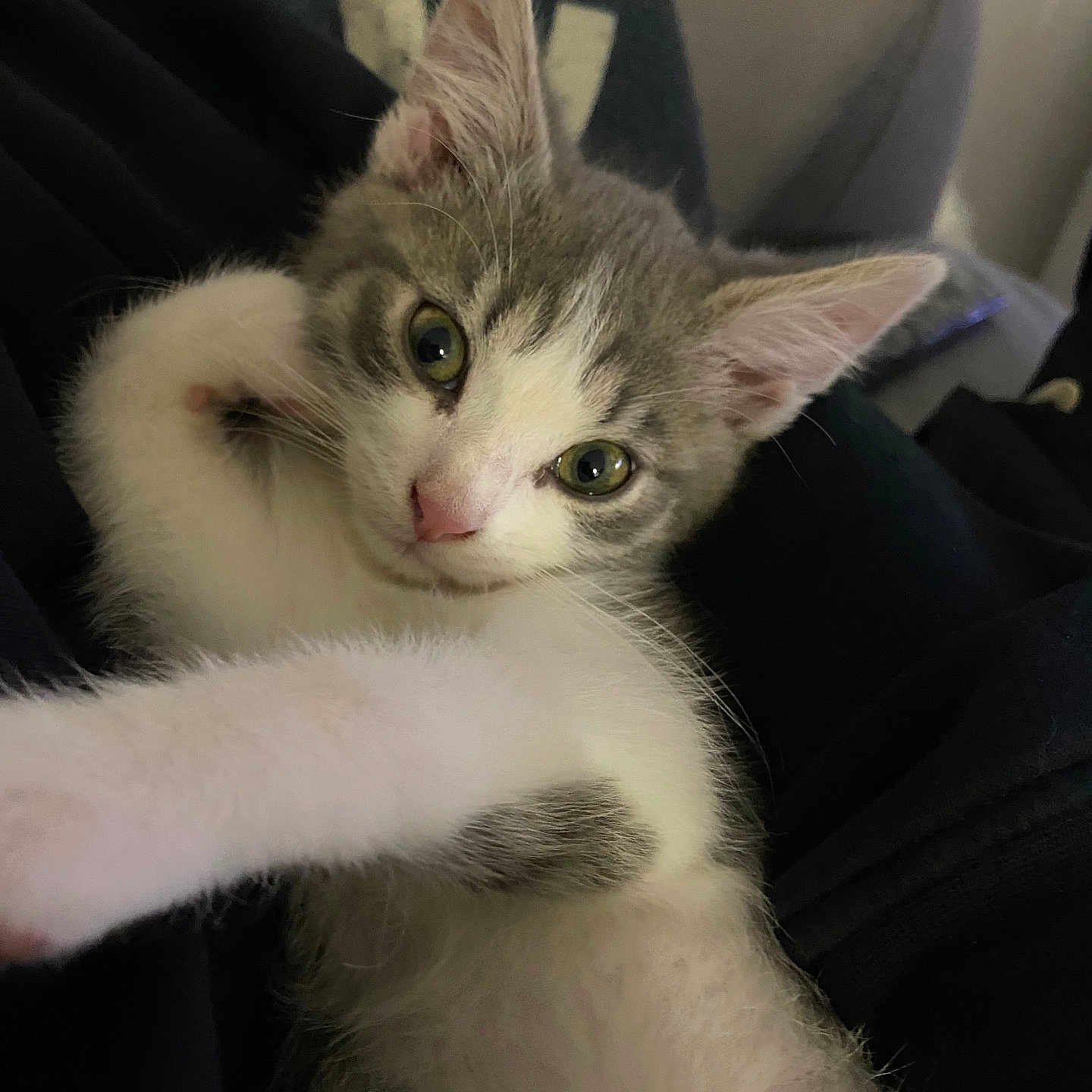 Yoda participe au concours pour gagner de l'argent avec cette photo : abyssinian, angora, animal, armchair, cat, chair, couch, furniture, kitten, manx, pet, siamese