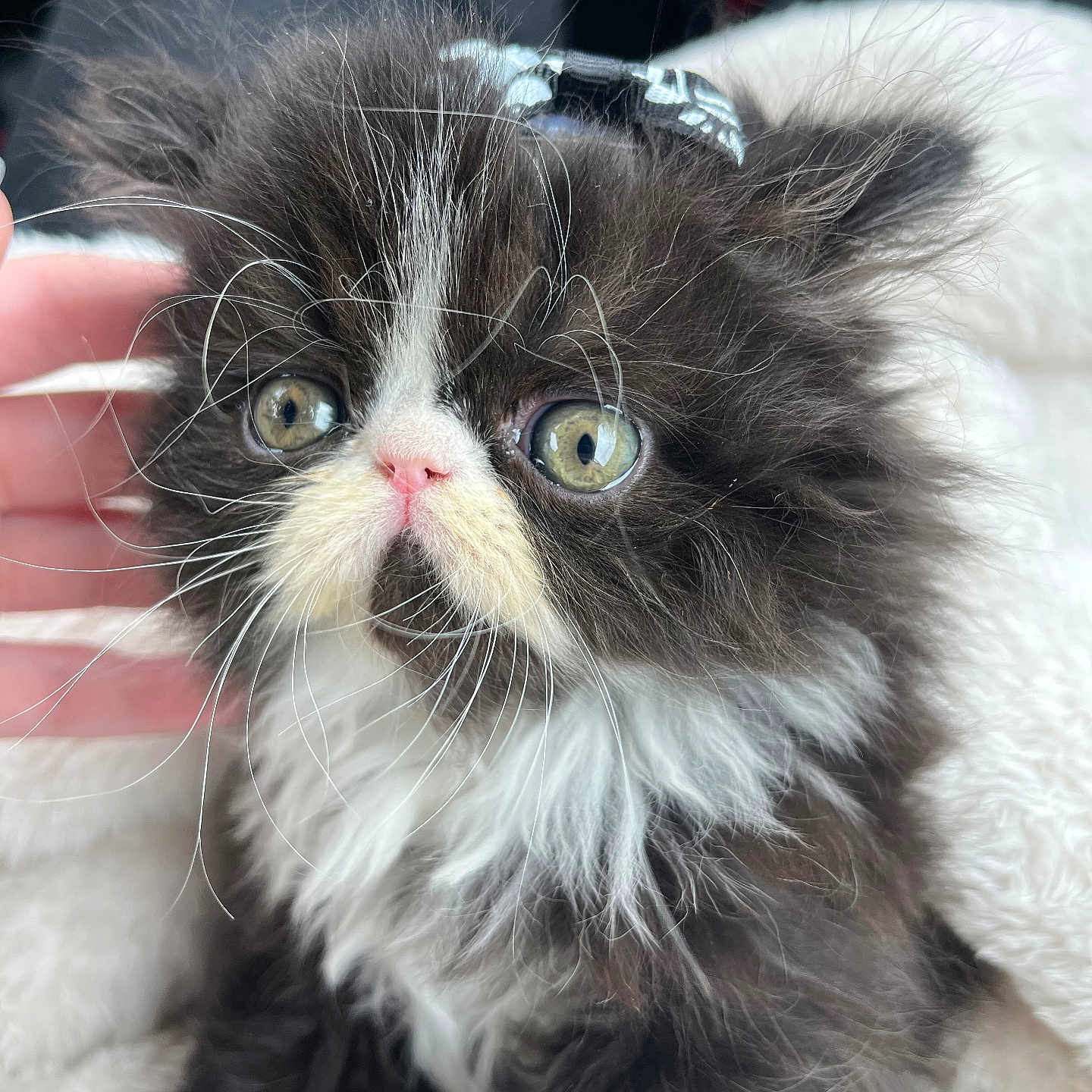 Mouche joined the competition — help win amazing prizes! adorable, animal, black_and_white, blanket, cat, closeup, cute, domestic_animal, fluffy, fur, furry, hand, indoors, kitten, pet, portrait, small, soft, whiskers, young