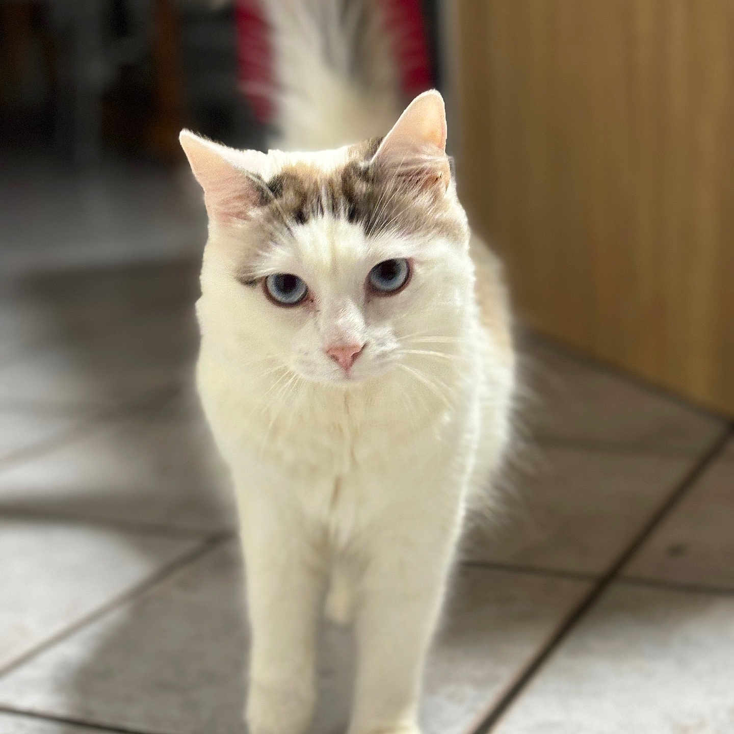 Kirua participe au concours pour gagner de l'argent avec cette photo : abyssinian, accessories, angora, animal, cat, kitten, leash, manx, pet, siamese, strap, tile, wood