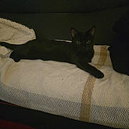 Yoruichi a rejoint le concours — aidez-le/la à gagner de superbes lots ! cat, black_cat, pet, animal, feline, lying_down, lounging, bed, blanket, bedroom, indoors, cozy, dark, yellow_eyes, pointed_ears, long_tail, relaxed, home, fabric, portrait