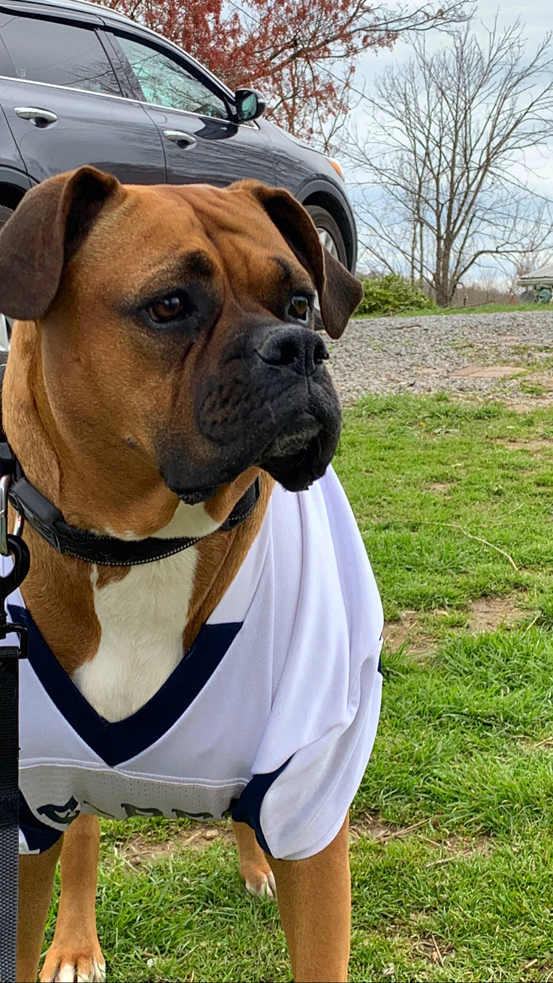 Abbie is registered to the contest to win money with this photo: boxer, bulldog, bullmastiff, canidae, carnivore, collar, companion_dog, dog, dog_breed, fawn, grass, mammal, non_sporting_group, old_english_bulldog, olde_english_bulldogge, perro_de_presa_mallorquin, renascence_bulldogge, snout, sporting_group, vertebrate