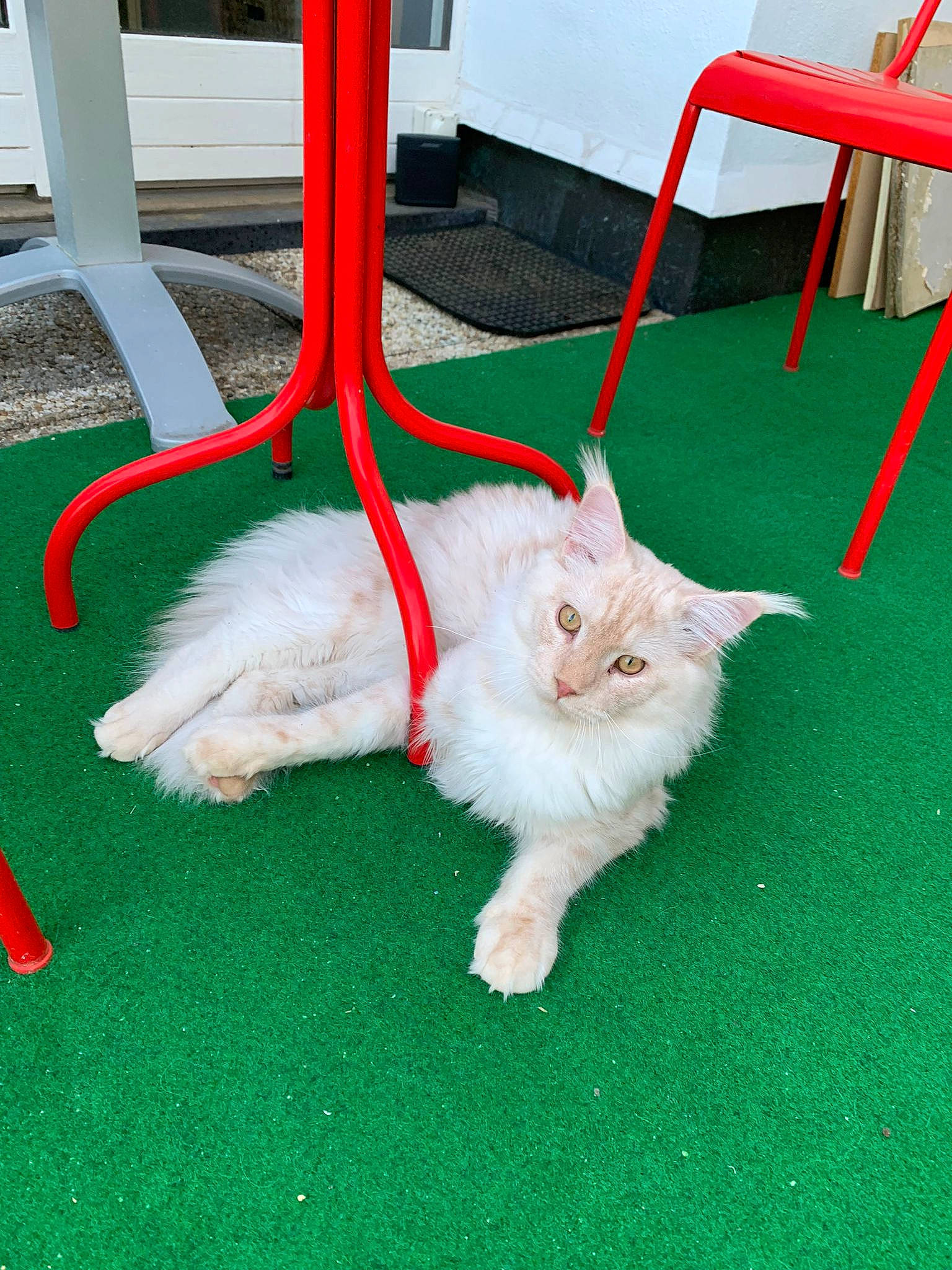 Nao participe au concours pour gagner de l'argent avec cette photo : canidae, carnivore, cat, chair, companion_dog, dog_breed, domestic_short_haired_cat, felidae, flooring, fur, grass, small_to_medium_sized_cats, sporting_group, tail, whiskers