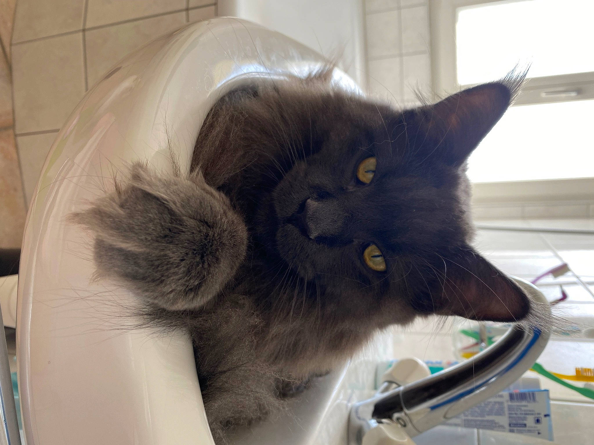 Ace a rejoint le concours — aidez-le/la à gagner de superbes lots ! black_cat, box, carnivore, cat, cat_supply, chartreux, claw, comfort, domestic_short_haired_cat, ear, felidae, fur, paw, pet_supply, room, small_to_medium_sized_cats, snout, tail, whiskers, window