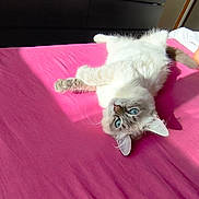 Aby a rejoint le concours — aidez-le/la à gagner de superbes lots ! cat, blue_eyes, fluffy, bed, pink_bedspread, sunlight, relaxed, indoor, pet, feline, cute, cozy, lying_down, whiskers, ears, tail, domestic_animal, animal, home, resting