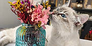 Aby a rejoint le concours — aidez-le/la à gagner de superbes lots ! cat, blue_eyes, flower_vase, dried_flowers, glass_jar, tablecloth, indoor, curious, pet, animal, close_up, white_fur, decor, framed_pictures, background_blur, sniffing, paws, domestic_cat, feline, home