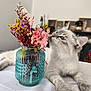 cat, blue_eyes, flower_vase, dried_flowers, glass_jar, tablecloth, indoor, curious, pet, animal, close_up, white_fur, decor, framed_pictures, background_blur, sniffing, paws, domestic_cat, feline, home