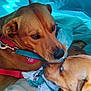 animal, blanket, brown_dog, canine, closeup, collar, companionship, cute, dog, domestic, ears, fur, harness, indoor, pet, playing, resting, snout, tent, two_dogs