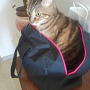 Tomy a rejoint le concours — aidez-le/la à gagner de superbes lots ! cat, tabby, bag, black_bag, red_zipper, wooden_surface, indoor, plant, leafy_plant, pet, feline, curious, animal, domestic_cat, close_up, resting, houseplant, container, furniture, blurred