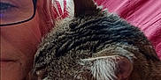 Tomy participe au concours pour gagner de l'argent avec cette photo : person, cat, tabby_cat, glasses, face, snuggling, close_up, indoor, blanket, red_blanket, furniture, decor, cozy, pet, affection, whiskers, fur, resting, domestic_animal, home